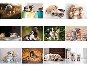 Puppies and Kittens Monthly Scenes Calendar