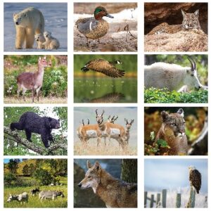 Monthly Scenes of Wildlife Calendar