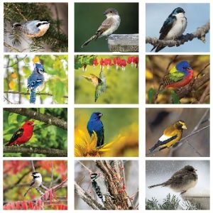 Monthly Images of Backyard Birds Wall Calendars