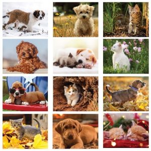 Monthly Images of Puppies and Kittens Calendar